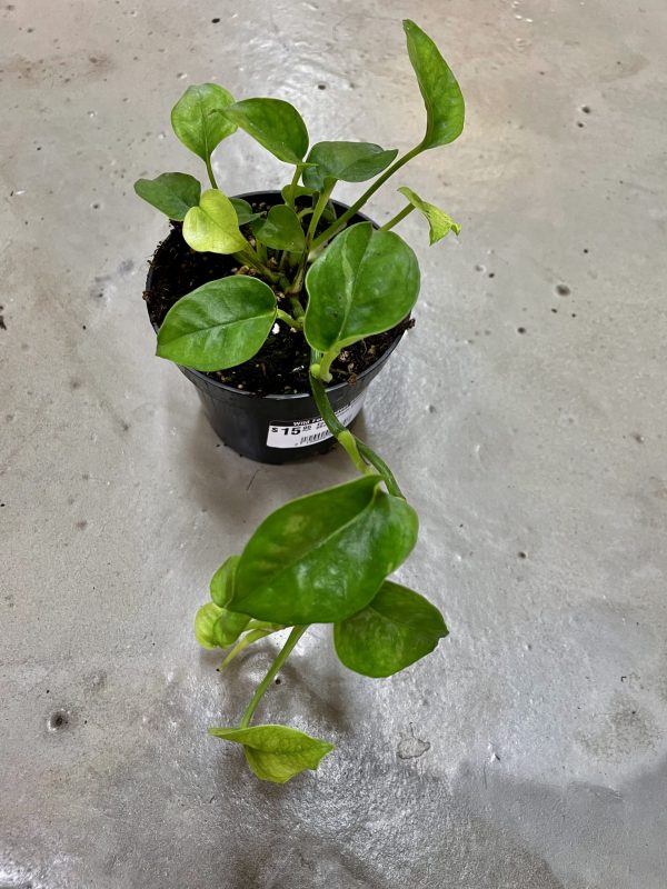 Epipremnum Pothos Aureum - 95mm | Wild Fern Indoor Blooms