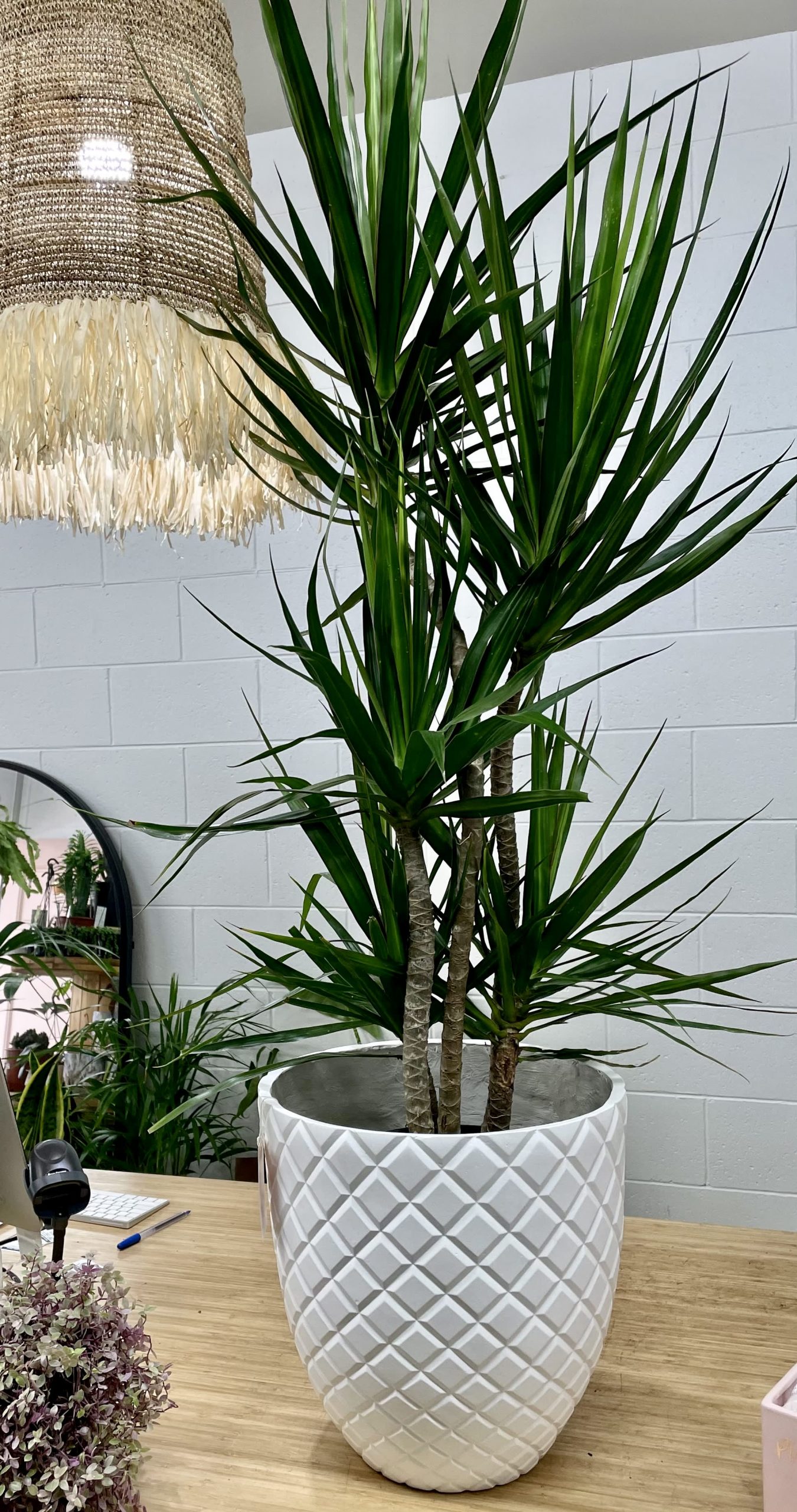 Dracaena Marginata Madagascar Dragon Tree 250mm Wild Fern Indoor Blooms