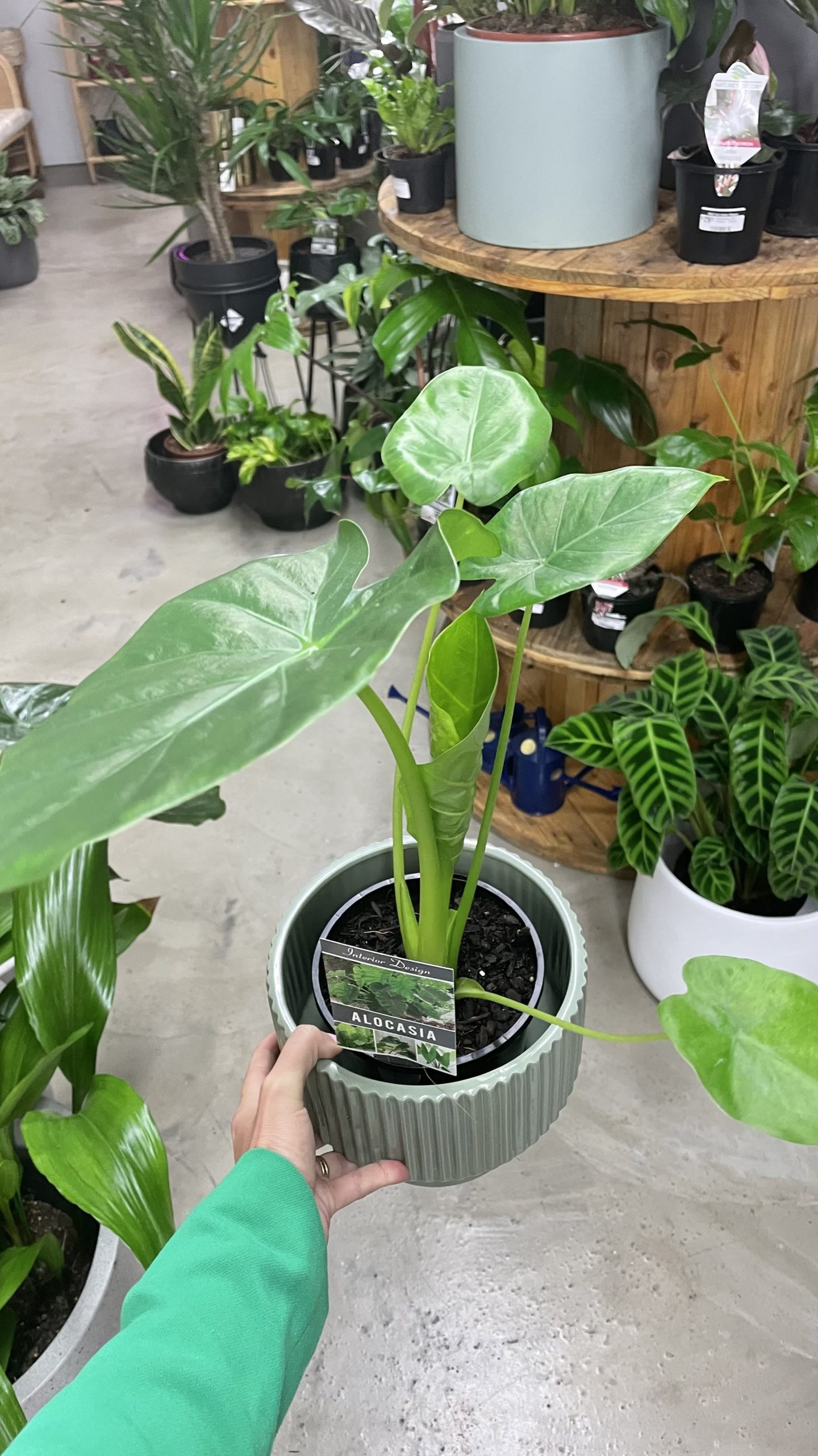 Alocasia spp. Assorted Elephant Ears - 140mm | Wild Fern Indoor Blooms