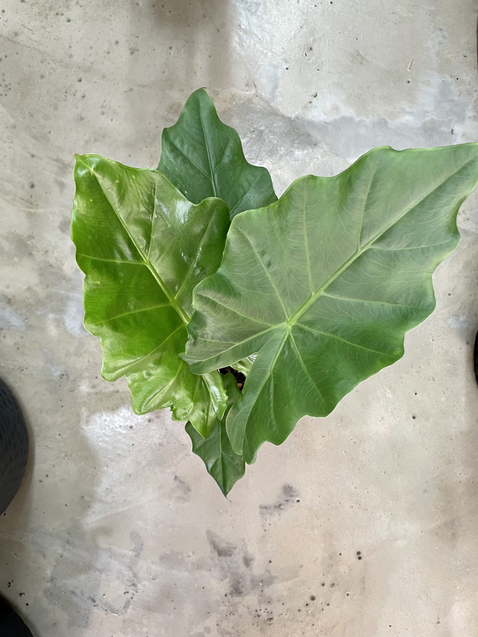 Alocasia Portadora Shield - 140mm | Wild Fern Indoor Blooms